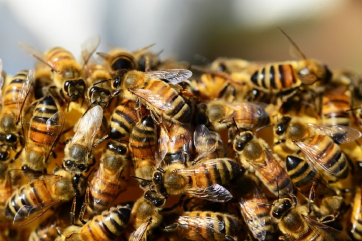 Прокуратура Тульской области нашла виновных в массовой гибели пчел